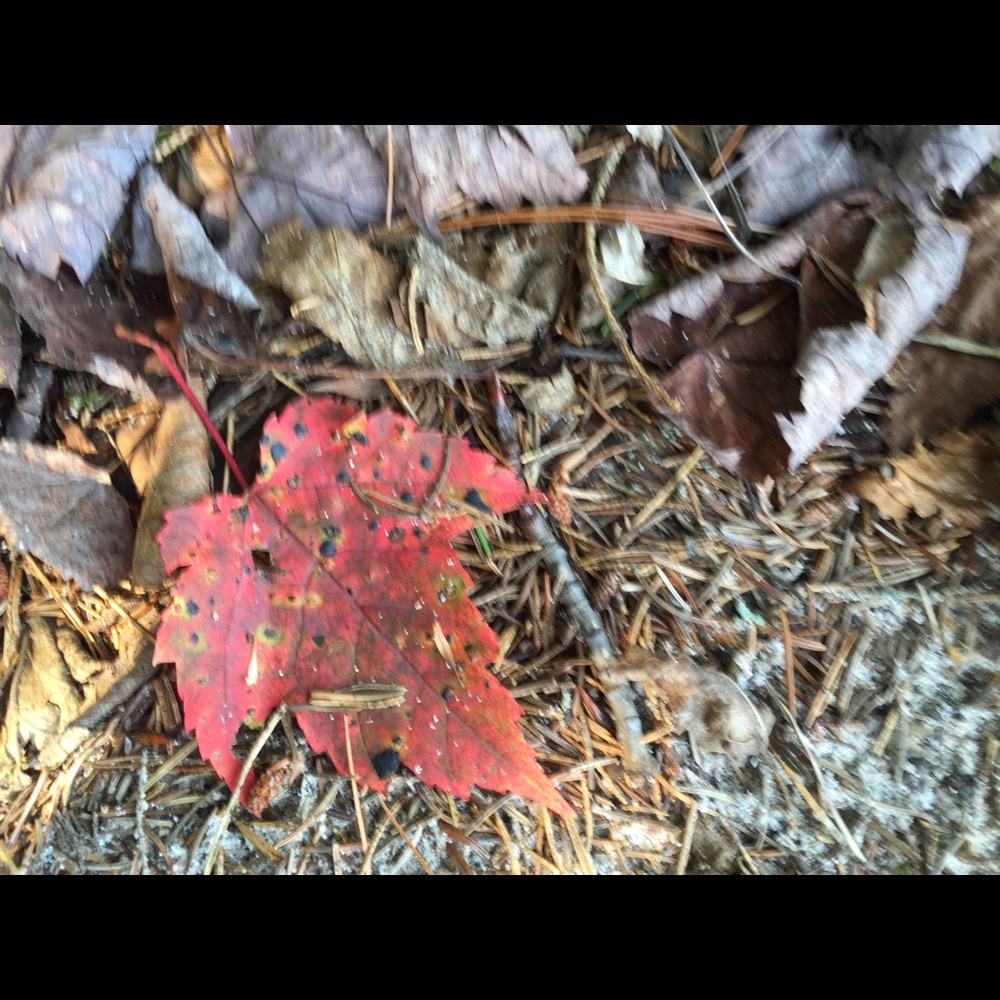 Meet your Posher, Paige